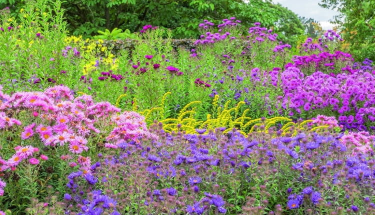 @Asters provide the foundation to the colourful autumn flower bed