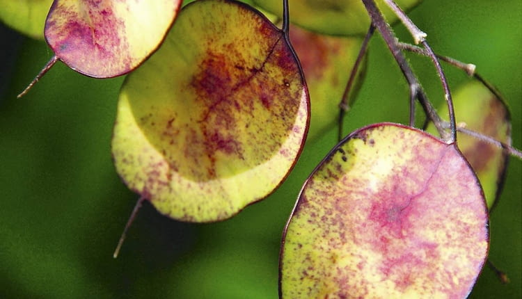 Samenstand des einj hrigen Silberblatts (Lunaria annua) SLOWA KLUCZOWE: Close-up einj hrig Garten Lunaria annua Pflanzen Samenstand Silberblatt Hochformat