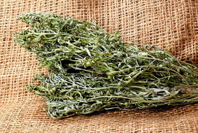 Odwar z piołunu możemy przygotować z jego świeżych liści i pędów albo z suszonych.