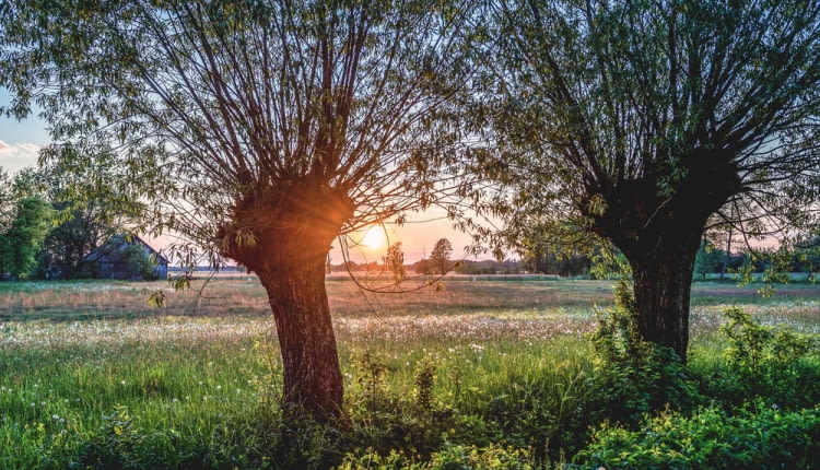 Mazowieckie wierzby Symbol mazowsza, wierzby głowiaste, znikają z krajobrazu. Coraz rzadziej spotykamy te piękne drzewa, bo dziś coraz mniej ludzi docenia wspaniałe właściwości, jakie ma ich drewno.