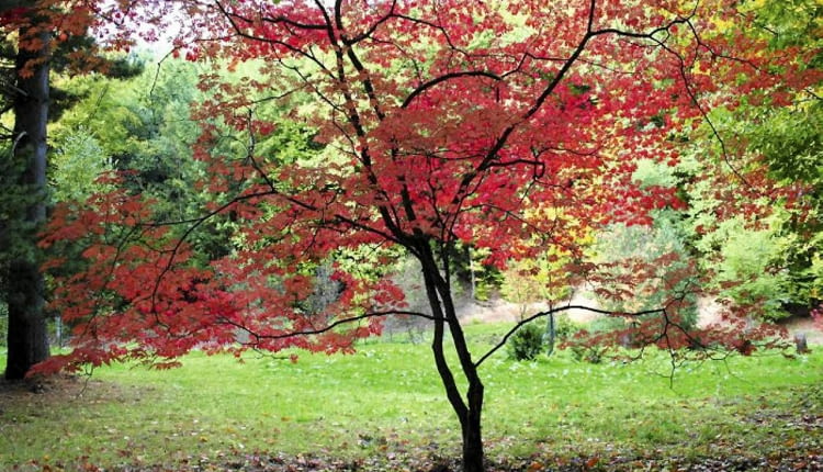 KLONY PALMOWE mają ażurowe, lekkie korony, a jesienią ich liście pięknie się przebarwiają.