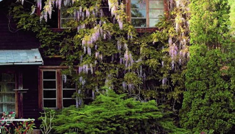 12.05.2004 PODKOWA LESNA WIOSENNY OGROD GLICYNIA CHINSKA WISTERIA SINENSIS PROLIFIC PNACZE TUJA THUJA ZYWOTNIK DRZEWO IGLASTE JEZIORKO WODA STAW ZBIORNIK WODNY OCZKO WODNE OKNO SCHODY BRZEG JEZIORKA KAMIENNY FOT. WOJCIECH SURDZIEL / AGENCJA GAZETA PUBLIKACJA OGRODY NR 5 (73) - 5.2005 PUBLIKACJA MAGNOLIA NR 6 (2) - 6 2012 SLOWA KLUCZOWE: OGRODY KWIATY ROSLINY ARCHITEKTURA ZDJĘCIE DO WKŁADKI: PUBLIKACJA OGRODY NR 5 (73) - CZASOPISMA