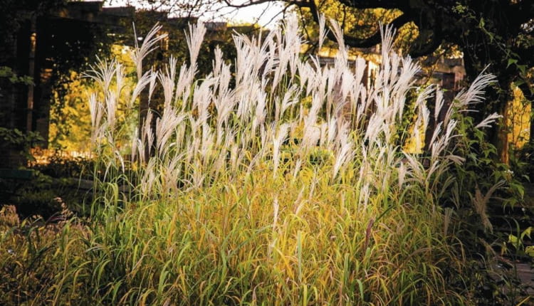 SLOWA KLUCZOWE: autumn jesien miskant trawa