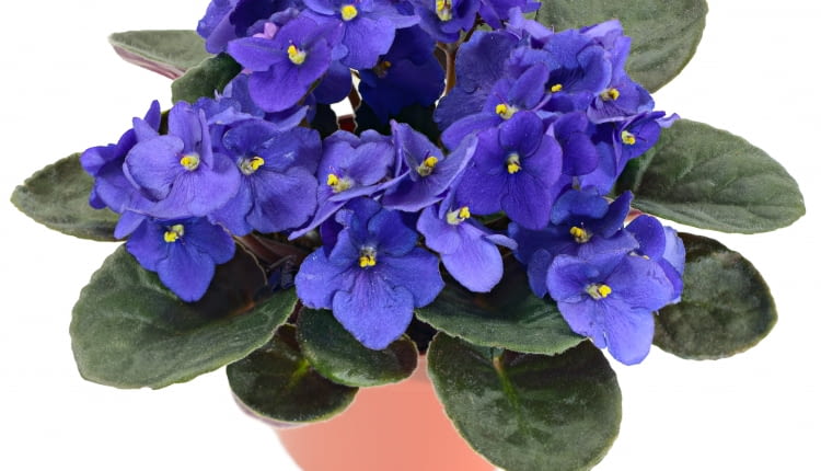 Fiołek afrtykański