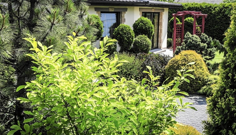 09.06.2009 KOCISZEW KOLO GROJCA OGROD DLA MIESIECZNIKA OGRODY WLASCICIEL SLAWOMIR SWIDERSKI FOT. WOJCIECH SURDZIEL / AGENCJA GAZETA