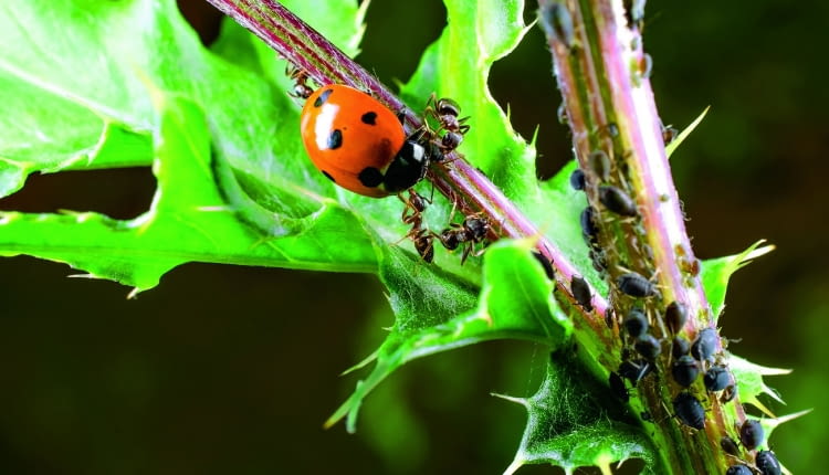 Mrówki broniąkolonii mszyc przed biedronką - ich wrogiem - bo też korzystają z rosy miodowej.
