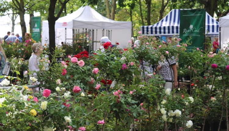 Plenerowe Targi Różane w Kutnie podczas 49. Święta Róży