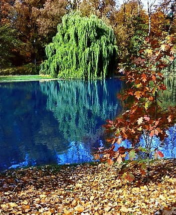 Złoto-czerwoną, jesienną aurę parku tworzą licznie rosnące tu kasztanowce, dęby, klony i lipy. Niektóre egzemplarze mają prawie sto lat - pierwsze drezwa posadzono bowiem w 1907 r.
