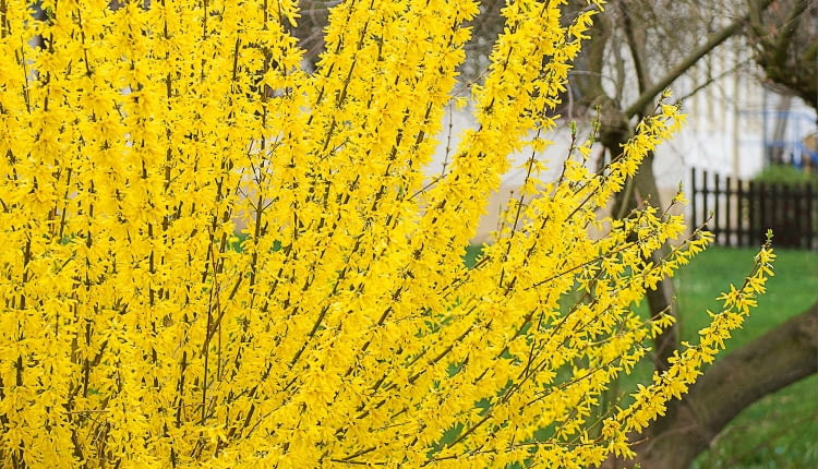 DAKH4H Common forsythia (Forsythia x intermedia 'Lynwood', Forsythia x intermedia Lynwood), cultivar Lynwood