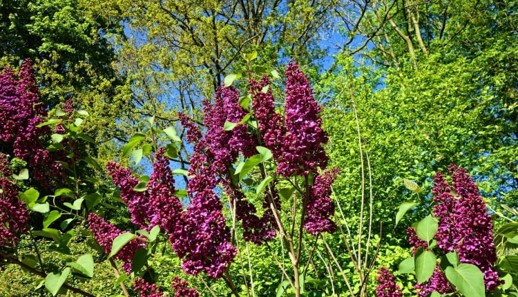 Rośliny odporne na suszę