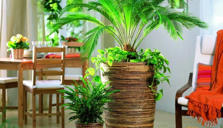 Ten sagowiec jest młody - świadczy o tym krótka kłodzina. U jego stóp rośnie epipremnum, obok stoi kalatea.