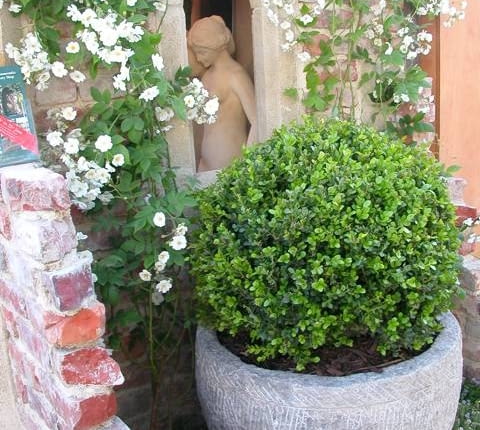 Aby bukszpany zachowały ładny kształt, warto je formować 2-3 razy w sezonie, ostatni raz w połowie sierpnia. Młode przyrosty mają jaśniejszą zieleń.