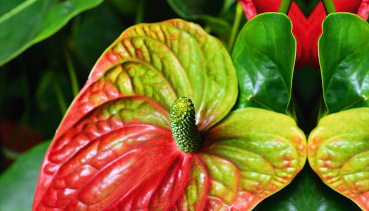 Anturium Andreego (Anthurium andreanum)