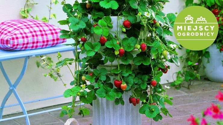 Truskawka na... postumencie to rozwiązanie dla sybaryty - nie trzeba się schylać, by skosztować owoców. Podobny efekt uzyskamy, sadząc roślinę w wysokiej donicy.