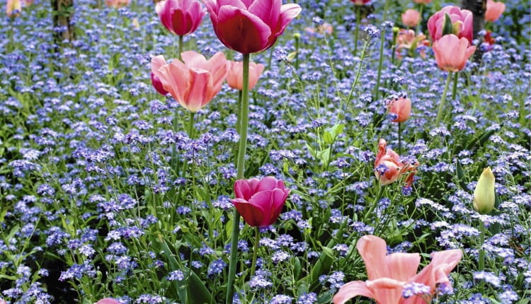 Tulips and Forget-me-not's at Monet's Garden at Giverny SLOWA KLUCZOWE: Blume Farbe Frankreich Fr´hling Myosotis Tulpe Tulpen Vergi?meinnicht blau cerise cottage garden pink rosa tulipa quadratisch
