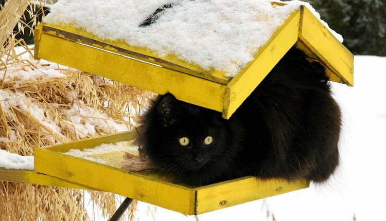 Dopóki leży śnieg i jest mróz, dokarmiamy ptaki, ale tak, by nie dopadły ich koty