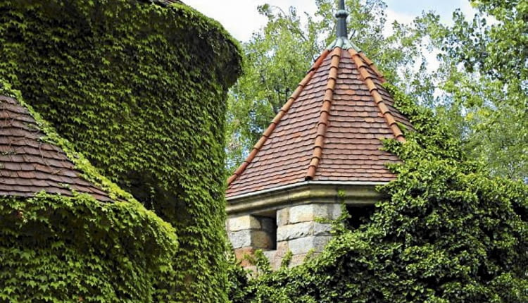 Winobluszcz trójklapowy i zimozielony bluszcz (Hedera helix) to pnącza samoczepne - potrafią się wspinać na kilkanaście metrów