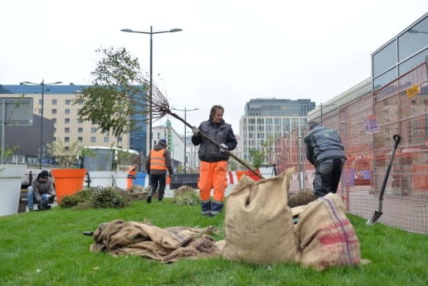 Sadzenie drzew na pl. Powstańców Warszawy.