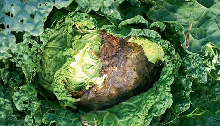 KONICA MINOLTA DIGITAL CAMERA8BIM%>n8+D8BIM:printOutputPstSboolInteenumInteClrmprintSixteenBitboolprinterNameTEXTprintProofSetupObjcUstawienie prbyproofSetupBltnenumbuiltinProofproofCMYK8BIM;