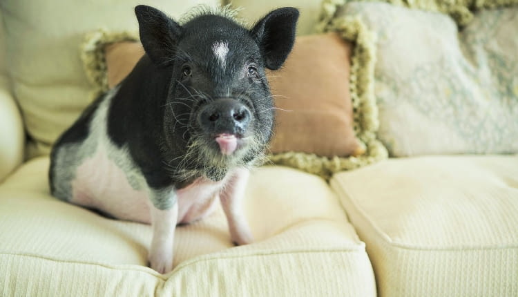 Świnka kanapowa to szczyt hipsterskiej mody.