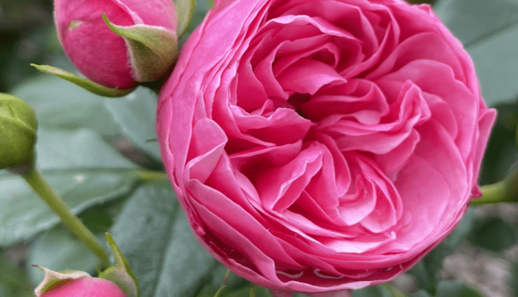 ‘The Matador®’ (Lise Nørgård) hodowczyni: Rosa Eskelund