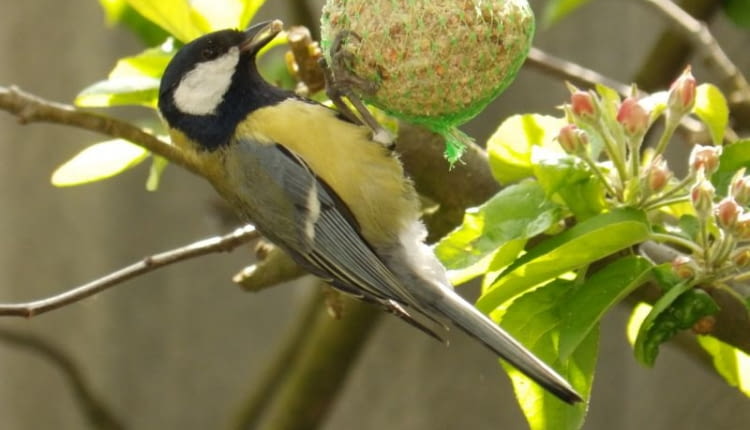 Sikorka jedząca pokarm