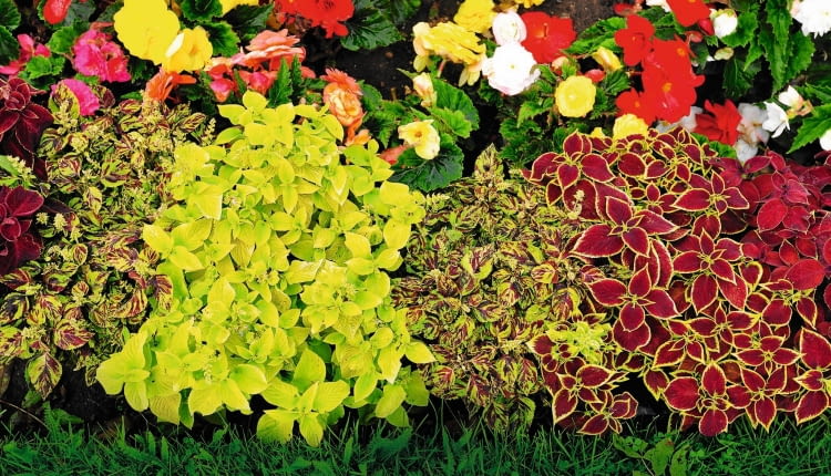 Koleusy słyną z bajecznie kolorowych liści. Kilka odmian posadzonych w jednym pojemniku może zastąpić kwiaty.