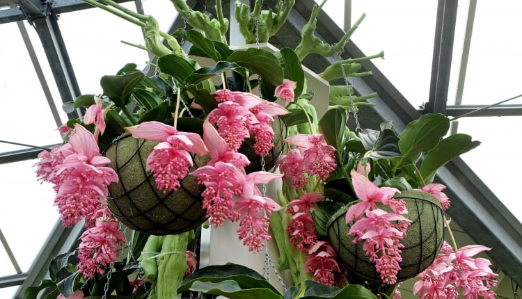Medinilla wspaniała