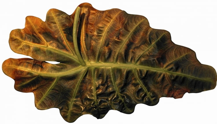 Liście alokazji porażone przez zgniliznę bakteryjną należy ściąć. Na zdjęciu z lewej: zdrowe zielone liście.