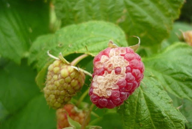 Odbarwienia obejmują część owocu, szypułka i liście są zdrowe.