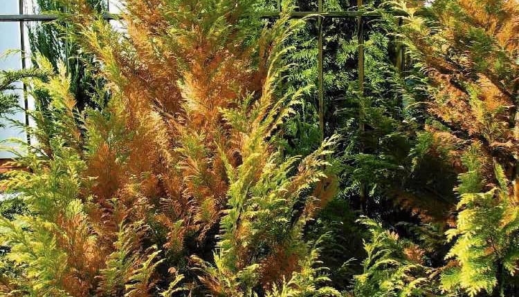 27.03.2003 WARSZAWA OGROD WIOSNA WIOSENNE PRACE PIELEGNACJA KONSERWACJA PORZADKI PO ZIMIE ROSLINY MROZ SZKODY MROZOWE DRZEWA KRZEWY IGLASTE CYPRYSIK FOT PAWEL SLOMCZYNSKI / AGENCJA GAZETA PUBLIKACJA KWIETNIK NR 8 (116) - 8.2004 SLOWA KLUCZOWE: CHOROBY ROSLINY ZDJĘCIE DO WKŁADKI: PUBLIKACJA KWIETNIK NR 8 (116) - CZASOPISMA