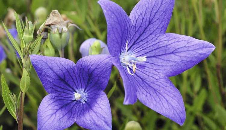 Rozwar, tworzący latem dzwonkowate kwiaty, ma grube proste korzenie, z których można pobierać sadzonki.