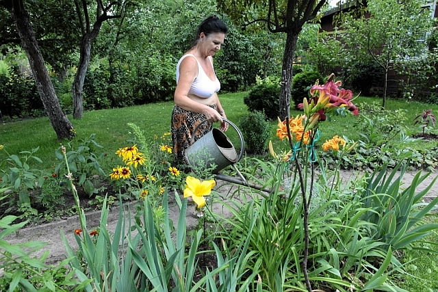 11.07.2012 WARSZAWA . DZIALKOWCY Z RODZINNYCH OGRODOW DZIALKOWYCH W OKOLICY UL. SOBIESKIEGO ( TERENY TE STANOWIA ENKLAWE W SRODKU MIASTA ) , W DNIU , W KTORYM TRYBUNAL KONSTYTUCYJNY OGLOSIL NIEZGODNOSC Z KONSTYTUCJA USTAWY O RODZINNYCH OGRODACH DZIALKOWYCH . PANI KRYSTYNA KRUPA MA SWOJA DZIALKE OD 7 LAT . W LECIE PRZYCHODZI NA NIA KAZDEGO DNIA , BY PIELEGNOWAC SWOJE KWIATY. " TERAZ PO OGLOSZENIU WYROKU TK POZOSTAL MI JEDYNIE PLACZ , BO DZIALKA JEST SPOSOBEM NA SPEDZANIE CZASU NA EMERYTURZE ." FOT . AGATA GRZYBOWSKA / AGENCJA GAZETA