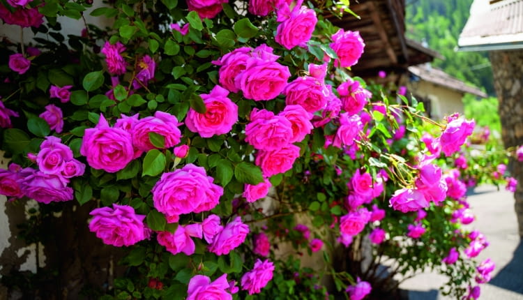 Roże na balkonie