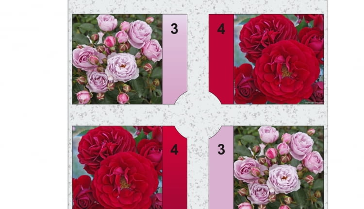 Rabata prostokątna - Różanka 2