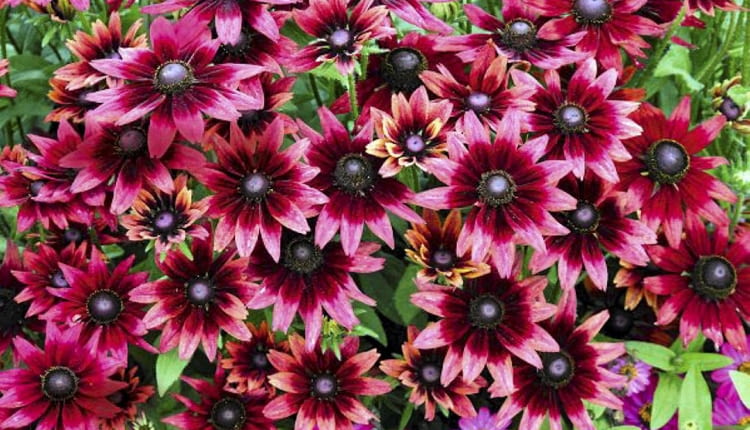 Rudbekia owłosiona 'Cherry Brandy' (Rudbeckia hirta). Takiej jeszcze nie było! Jej ogromne, średnicy prawie 10 cm, wiśniowe kwiaty pojawiają się od lipca do przymrozków. Dorasta do 50 cm wysokości. Jest, niestety, krótkowieczną byliną.