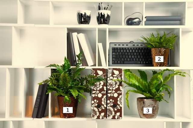 10.12.2009 WARSZAWA SESJA KWIATY WE WNETRZU, paprocie