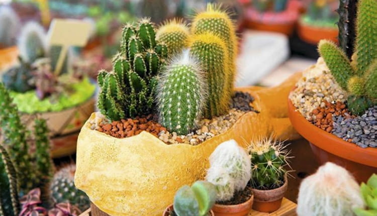 Kaktusy. Rośliny do zimnych ogrodów zimowych
