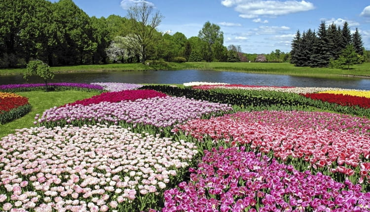 Kompozycje z kwitnących tulipanów można podziwiać w kwietniu i w maju.