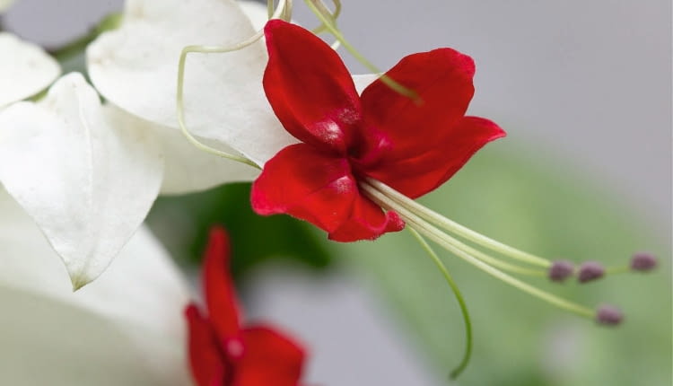 Clerodendrum thomsoniae SLOWA KLUCZOWE: Close Up Close-up Farbe Rot Makroaufnahme Nahaufnahme Nahaufnahmen Strauch rot rote verschlie?en weiss weisse wei? wei?e wei?er Clerodendrum Clerodendrum thomsoniae thomsoniae vertikal wei? Hochformat