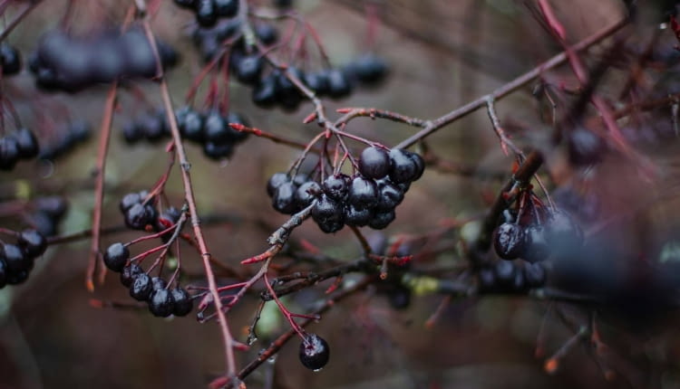 Aronia