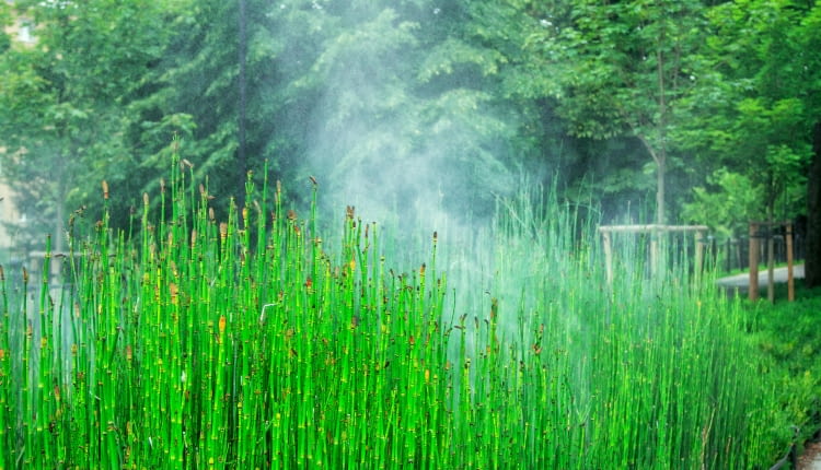 Skrzyp zimowy (Equisetum hyemale)
