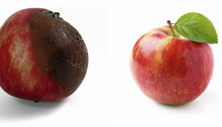 Brunatna zgnilizna drzew ziarnkowych najpierw objawia się w postaci małej plamki na owocu. Jednak w szybkim tempie grzyb atakuje całe jabłko lub gruszkę.