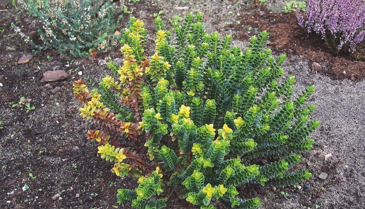 HEBE porażona przez fuzariozę.