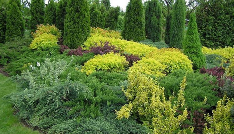 IGLAKI TUJA THUJA ZYWOTNIK TAWULA JAPONSKA SPIRAEA JAPONICA GOLD FLAME JALOWIEC JUNIPERUS FOT. EWA NARKIEWICZ PUBLIKACJA KWIETNIK NR 3 (135) - 3.2006 SLOWA KLUCZOWE: ROSLINY OGRODY ZDJĘCIE DO WKŁADKI: PUBLIKACJA KWIETNIK NR 3 (135) - CZASOPISMA