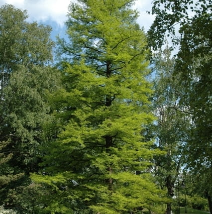 Cypryśnik błotny (Taxodium distichum). Iglaki