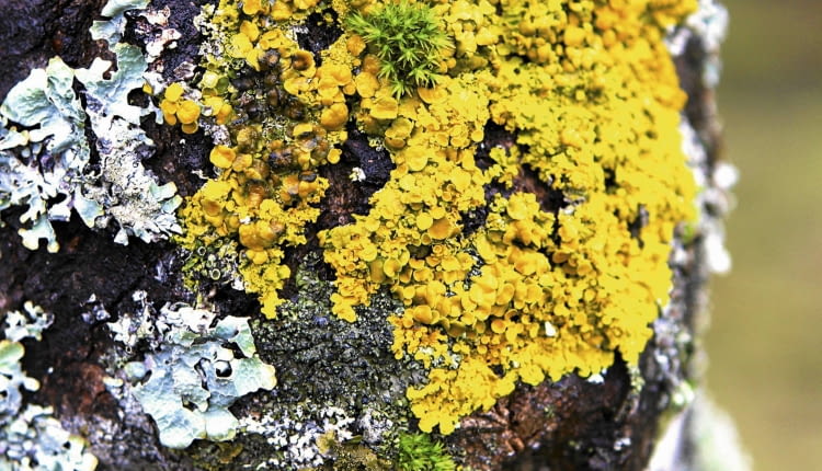 Mnogość gaunków porostów pojawiających się w okolicy świadczy o tym, że powietrze jest czyste