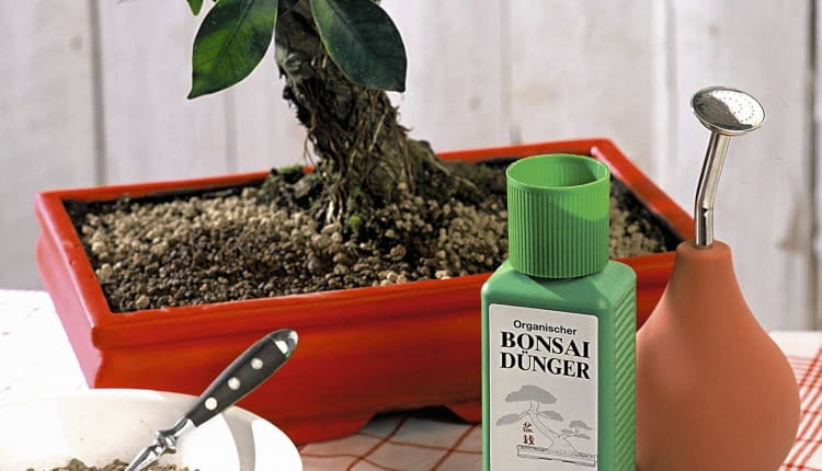 Materialfoto: Alles f´r Bonsai-B umchen SLOWA KLUCZOWE: Anleitung Asia Look Asia Style Asia-Look Asien Asien Stil Asien Style Bonsai Bonsai-Schere Bonsaibaum Bonsaib ume Bonsais B umchen Deco Decoration Deko Dekoration D´nger Granulat G rtnern Mini Miniatur-Baum Minipflanzen Niemand Pflanze Pflanzen Pflanzenpflege Pflege Pflegeanleitung Pflegetip Pflegetipp Pflegetipps Pflegetips Stepp-Fotos Tip Tipp Tipp-Spalte Tipps Tips Topfpflanze Topfpflanzen Wasserspr´her Werkzeug Zimmerpflanze Zimmerpflanzen asia deko asiatisch klein pflegen Hochformat
