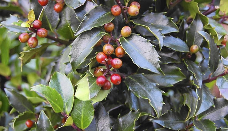 Ostrokrzew Meservy ma ozdobne zimą liście i owoce.