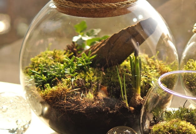 Mossarium - leśna kula z bluszczem, szafirkami, rypsalisem i kępkami mchu. Średnica kuli 25cm - pokrywka korkowa.
